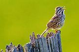 Song Sparrow Singing_48418